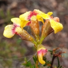 Dillwynia phylicoides at Holt, ACT - 19 Jul 2021 09:51 AM