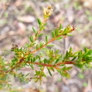 Dillwynia phylicoides at Holt, ACT - 19 Jul 2021 09:51 AM