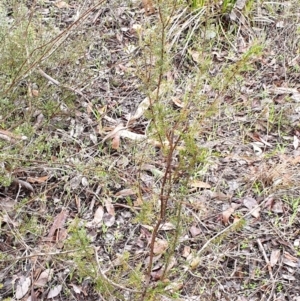 Dillwynia phylicoides at Holt, ACT - 19 Jul 2021 09:51 AM