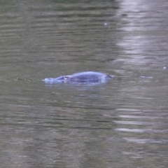 Ornithorhynchus anatinus (Platypus) at Tidbinbilla Nature Reserve - 27 Jul 2021 by RodDeb