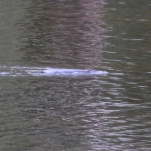 Ornithorhynchus anatinus at Paddys River, ACT - 27 Jul 2021