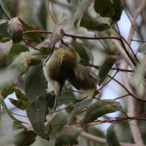 Acanthiza lineata at Paddys River, ACT - 27 Jul 2021