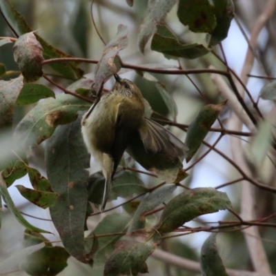 Acanthiza lineata (Striated Thornbill) at Paddys River, ACT - 27 Jul 2021 by RodDeb