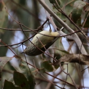 Acanthiza lineata at Paddys River, ACT - 27 Jul 2021