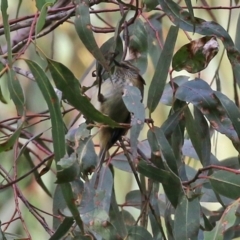 Acanthiza lineata at Paddys River, ACT - 27 Jul 2021