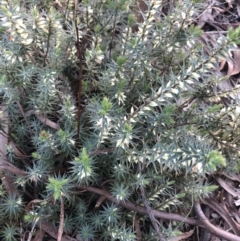 Melichrus urceolatus (Urn Heath) at Belconnen, ACT - 30 Jul 2021 by Dora