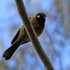 Nesoptilotis leucotis at Paddys River, ACT - 27 Jul 2021 01:23 PM