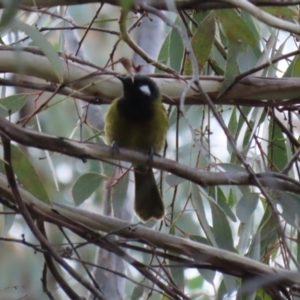 Nesoptilotis leucotis at Paddys River, ACT - 27 Jul 2021