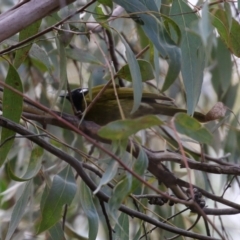 Nesoptilotis leucotis at Paddys River, ACT - 27 Jul 2021