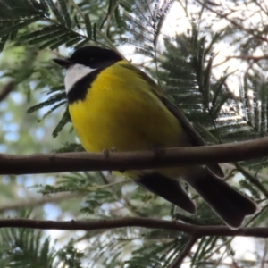 Pachycephala pectoralis at Paddys River, ACT - 27 Jul 2021