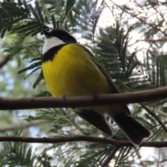 Pachycephala pectoralis at Paddys River, ACT - 27 Jul 2021