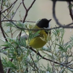 Pachycephala pectoralis at Paddys River, ACT - 27 Jul 2021