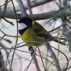 Pachycephala pectoralis at Paddys River, ACT - 27 Jul 2021