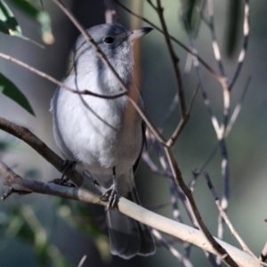 Colluricincla harmonica at Monash, ACT - 29 Jul 2021