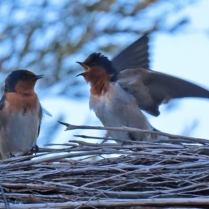 Hirundo neoxena at Fyshwick, ACT - 30 Jul 2021