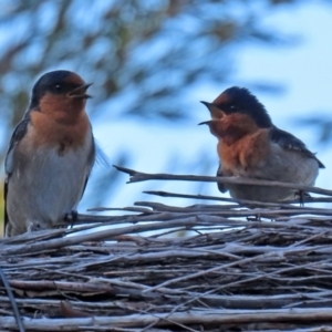 Hirundo neoxena at Fyshwick, ACT - 30 Jul 2021