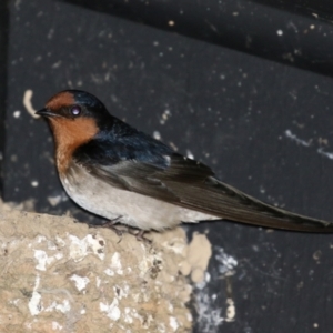 Hirundo neoxena at Fyshwick, ACT - 30 Jul 2021