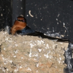 Hirundo neoxena at Fyshwick, ACT - 30 Jul 2021