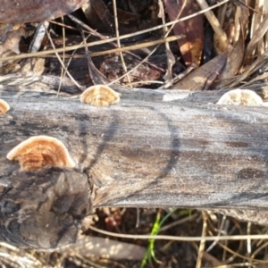 Xylobolus illudens at Aranda, ACT - 30 Jul 2021 09:54 AM