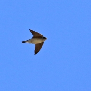 Petrochelidon nigricans at Fyshwick, ACT - 30 Jul 2021