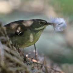 Sericornis frontalis at Fyshwick, ACT - 30 Jul 2021