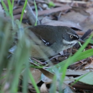 Sericornis frontalis at Fyshwick, ACT - 30 Jul 2021