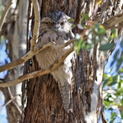 Podargus strigoides at Fyshwick, ACT - 30 Jul 2021