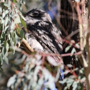 Podargus strigoides at Fyshwick, ACT - 30 Jul 2021 01:45 PM