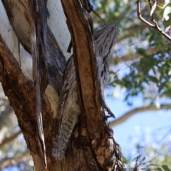 Podargus strigoides at Fyshwick, ACT - 30 Jul 2021 01:45 PM