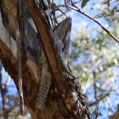 Podargus strigoides at Fyshwick, ACT - 30 Jul 2021 01:45 PM