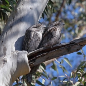 Podargus strigoides at Acton, ACT - 30 Jul 2021