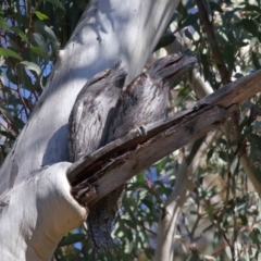 Podargus strigoides at Acton, ACT - 30 Jul 2021