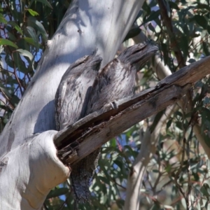 Podargus strigoides at Acton, ACT - 30 Jul 2021