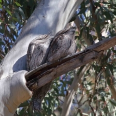 Podargus strigoides at Acton, ACT - 30 Jul 2021