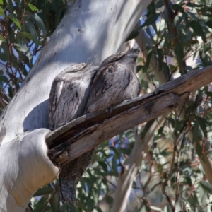 Podargus strigoides at Acton, ACT - suppressed