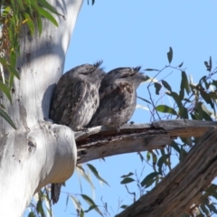 Podargus strigoides at Acton, ACT - suppressed