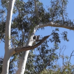 Podargus strigoides at Acton, ACT - 30 Jul 2021