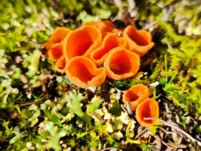 Aleuria sp. (genus) (An Orange peel fungus) at Paddys River, ACT - 30 Jul 2021 by RobG1