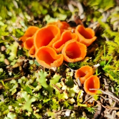 Aleuria sp. (genus) (An Orange peel fungus) at Paddys River, ACT - 30 Jul 2021 by RobG1