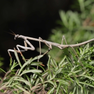 Archimantis latistyla at Downer, ACT - 30 Jul 2021 11:46 AM