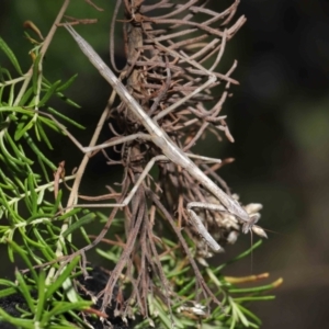 Archimantis latistyla at Downer, ACT - 30 Jul 2021 11:46 AM