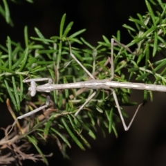 Archimantis latistyla at Downer, ACT - 30 Jul 2021 11:46 AM