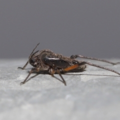 Tuberolachnus salignus (Giant willow aphid) at Fyshwick, ACT - 14 Jul 2021 by TimL