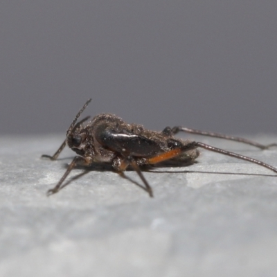 Tuberolachnus salignus (Giant willow aphid) at Fyshwick, ACT - 13 Jul 2021 by TimL