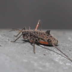 Tuberolachnus salignus (Giant willow aphid) at Fyshwick, ACT - 14 Jul 2021 by TimL