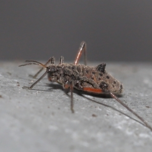 Tuberolachnus salignus at Fyshwick, ACT - 14 Jul 2021 09:10 AM