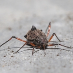 Tuberolachnus salignus (Giant willow aphid) at Fyshwick, ACT - 13 Jul 2021 by TimL