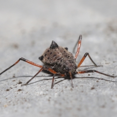 Tuberolachnus salignus (Giant willow aphid) at Jerrabomberra Wetlands - 13 Jul 2021 by TimL