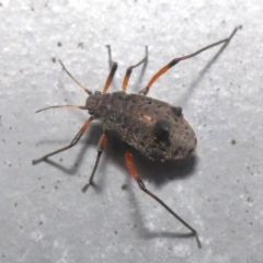 Tuberolachnus salignus at Fyshwick, ACT - 14 Jul 2021 09:12 AM