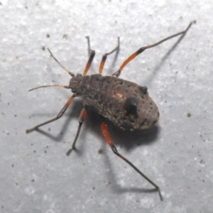 Tuberolachnus salignus at Fyshwick, ACT - 14 Jul 2021